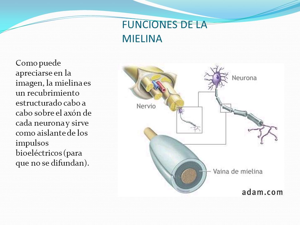 Mielina que es y funcion
